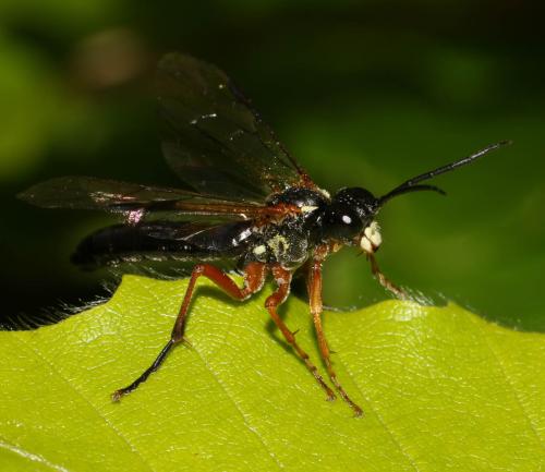 Réf. 324 674 : Tenthredo rubricoxis